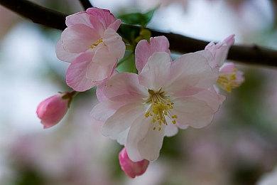 梦穿童话世界！《银斧》steam抢先体验版本4月8日上线！